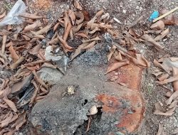 Demi Kepentingan Bisnis Tiga Batang Pohon di Pinggir Jalan Terpaksa Ditebang