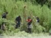 Bareskrim Temukan 25 Ha Ladang Ganja, BB 180 Ton