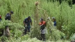 Bareskrim Temukan 25 Ha Ladang Ganja, BB 180 Ton