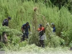 Bareskrim Temukan 25 Ha Ladang Ganja, BB 180 Ton