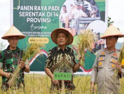 Dairi Ikut Panen Raya Serentak Nasional, Bupati Ajak Kembali ke Gotong Royong