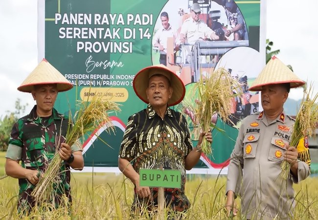 Dairi Ikut Panen Raya Serentak Nasional, Bupati Ajak Kembali ke Gotong Royong