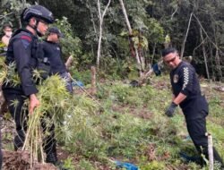 BNNP Sumut Bersama Brimob Batalyon C Musnahkan Ladang Ganja Di Madina