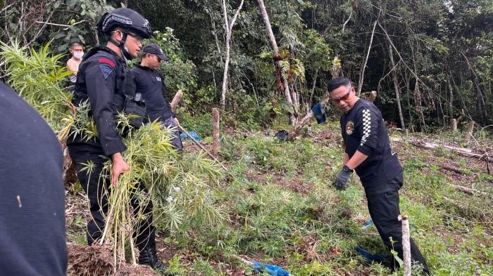 BNNP Sumut Bersama Brimob Batalyon C Musnahkan Ladang Ganja Di Madina
