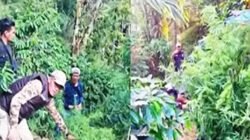 Tanam Ganja Disela Pohon Kopi Dibongkar Satres Narkoba