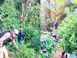 Tanam Ganja Disela Pohon Kopi Dibongkar Satres Narkoba