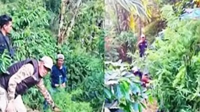 Tanam Ganja Disela Pohon Kopi Dibongkar Satres Narkoba