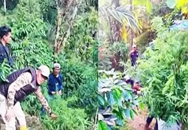 Tanam Ganja Disela Pohon Kopi Dibongkar Satres Narkoba