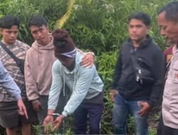 Tanam Ganja Diladang, Seorang Petani Diciduk