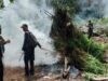 2 Hektar Ladang Ganja Di Aceh Kembali Dimusnahkan