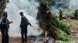 2 Hektar Ladang Ganja Di Aceh Kembali Dimusnahkan