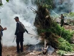 2 Hektar Ladang Ganja Di Aceh Kembali Dimusnahkan