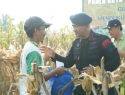 Brimob Polda Sumut Panen Raya Bersama Petani: Wujud Nyata Polri Dukung Ketahanan Pangan Nasional