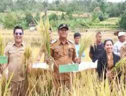 Wakil Bupati Dairi Panen Raya Bersama Petani di Desa Gunung Meriah, Tegaskan Komitmen Perkuat Ketahanan Pangan