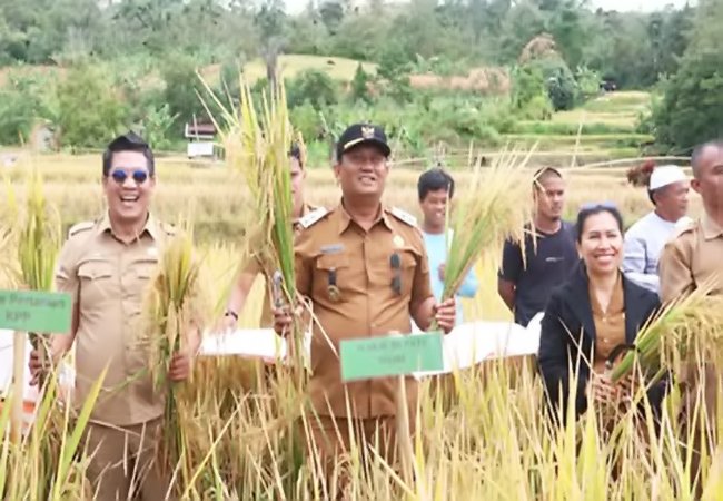 Wakil Bupati Dairi Panen Raya Bersama Petani di Desa Gunung Meriah, Tegaskan Komitmen Perkuat Ketahanan Pangan