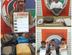Polres Padang Lawas Ungkap Jaringan Ganja Antar Desa, Bandar Dan Pengedar Ditangkap