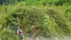 51,75 Ha Ladang Ganja Ditemukan Bareskrim Polri