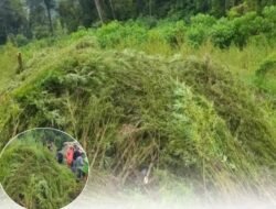51,75 Ha Ladang Ganja Ditemukan Bareskrim Polri