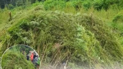 51,75 Ha Ladang Ganja Ditemukan Bareskrim Polri