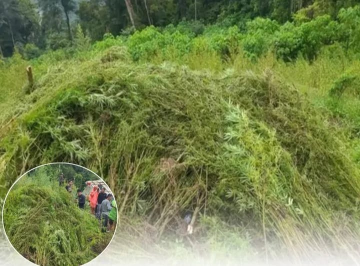 51,75 Ha Ladang Ganja Ditemukan Bareskrim Polri