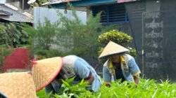 Dukung Ketahanan Pangan Lapas Labuhan Ruku Panen 150 Kg Kangkung