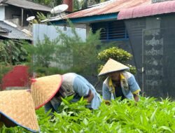 Dukung Ketahanan Pangan Lapas Labuhan Ruku Panen 150 Kg Kangkung
