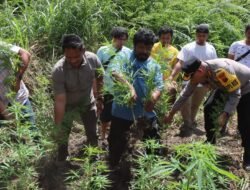 Polres Tanah Karo Ungkap Ladang Ganja Di Desa Cinta Rakyat, 33 Batang Tanaman Disita