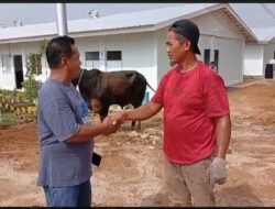 Gubernur Bobby Nasution Salurkan 10 Sapi Bagi Korban Bencana Di Tapsel Dan Tapteng Jelang Lebaran