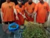Satnarkoba Polres Karo Bekuk 4 Tersangka Dan Sita 75 Batang Ganja Diperladangan