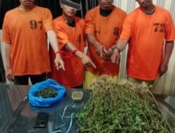 Satnarkoba Polres Karo Bekuk 4 Tersangka Dan Sita 75 Batang Ganja Diperladangan