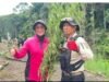 Temuan 20 Ha Ladang Ganja, Kapolda Aceh Pimpin Langsung Pemusnahan