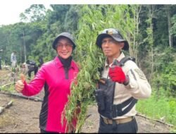 Temuan 20 Ha Ladang Ganja, Kapolda Aceh Pimpin Langsung Pemusnahan