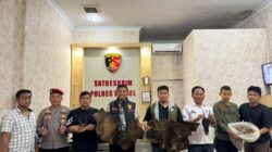 Perdagangan Ilegal Satwa Dilindungi Digagalkan Di Sipirok, Polisi Amankan Sisik Trenggiling Hingga Kulit Kijang
