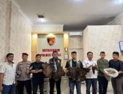 Perdagangan Ilegal Satwa Dilindungi Digagalkan Di Sipirok, Polisi Amankan Sisik Trenggiling Hingga Kulit Kijang