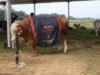 Polda Sumut Sembelih 31 Ekor Sapi Di Hari Raya Idul Adha & Dibagikan Dalam 4.976 Paket, Sapi Kurban Kapolda Berbobot 1 Ton