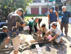 Iduladha 1447 H, PWI Sumut Sembelih 6 Hewan Kurban