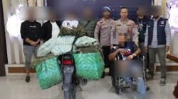 Satresnarkoba Aceh Tengah Amankan 45,5 Kg Ganja Di Celala