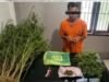 Terlibat Laka Lantas, Pria 69 Tahun Kedapatan Bawa Ganja, Polres Karo Kembangkan Ke Ladangnya
