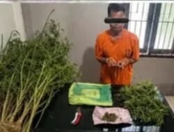 Terlibat Laka Lantas, Pria 69 Tahun Kedapatan Bawa Ganja, Polres Karo Kembangkan Ke Ladangnya