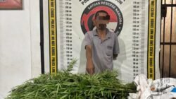 Polsek Panei Tongah Ungkap Ladang Ganja, 12 Batang Diamankan