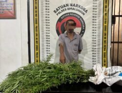 Polsek Panei Tongah Ungkap Ladang Ganja, 12 Batang Diamankan